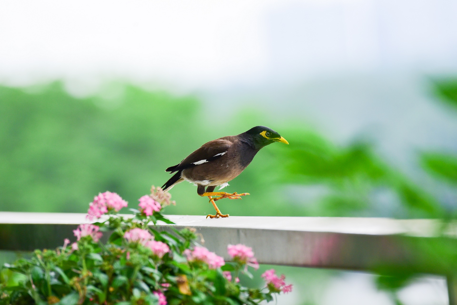 Ở phố – Có một nơi chim về làm tổ