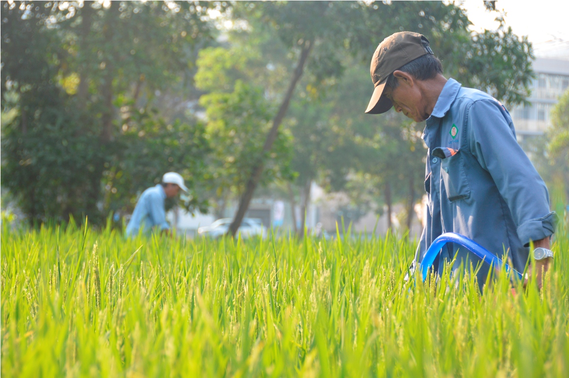 Rộn ràng không khí mùa gặt tại Hội chợ hoa xuân Phú Mỹ Hưng 2015