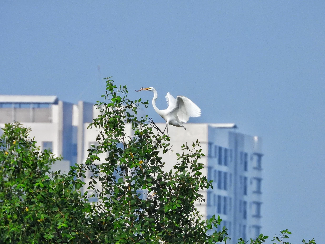 Ngoài chim cổ rắn quý hiếm, hồ Bán Nguyệt còn là nơi sinh sống, trú ngụ của nhiều loài chim, cò, tạo nên hệ sinh thái đa dạng, phong phúẢNH: TRẦN NGUYỄN MINH QUÂN