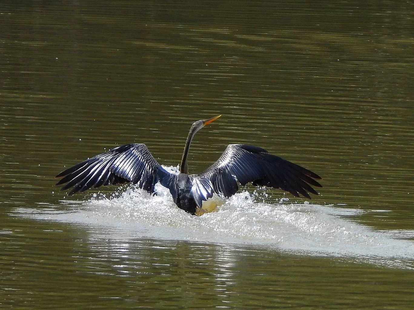 Anh Quân cho biết sống ở khu vực Q.7 cũ hơn 10 năm nay, đây là lần đầu tiên anh thấy loài chim cổ rắn xuất hiện ở hồ Bán Nguyệt lâu đến như vậy. "Thường những năm trước, loài chim này đến hồ 2 - 3 tháng rồi bay đi. Tuy nhiên năm nay, tính tới giữa tháng 10, chúng xuất hiện gần 5 tháng. Có thời điểm tôi quan sát thấy có tới 7 con chim cổ rắn xuất hiện"ẢNH: TRẦN NGUYỄN MINH QUÂN