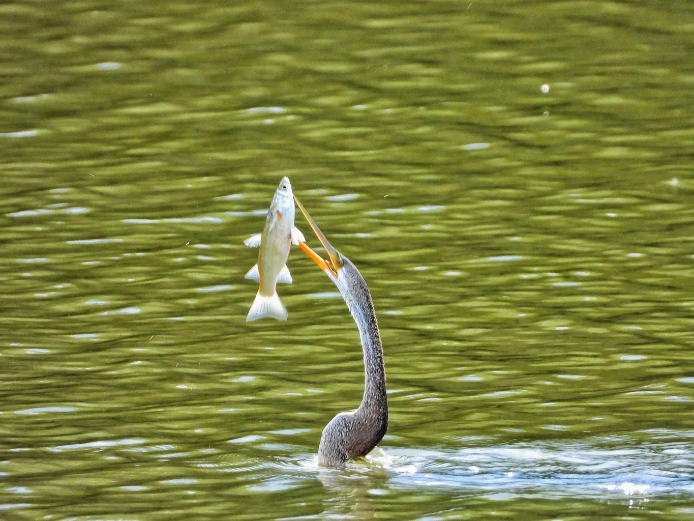 Chim cổ rắn có thể bơi giống như một chiếc tàu ngầm với cả thân mình chìm dưới nước và cổ của nó chỉ nhô ra khi phát hiện thấy con mồi, rồi đâm phập vào mục tiêu của mình một cách đột ngộtẢNH: TRẦN NGUYỄN MINH QUÂN