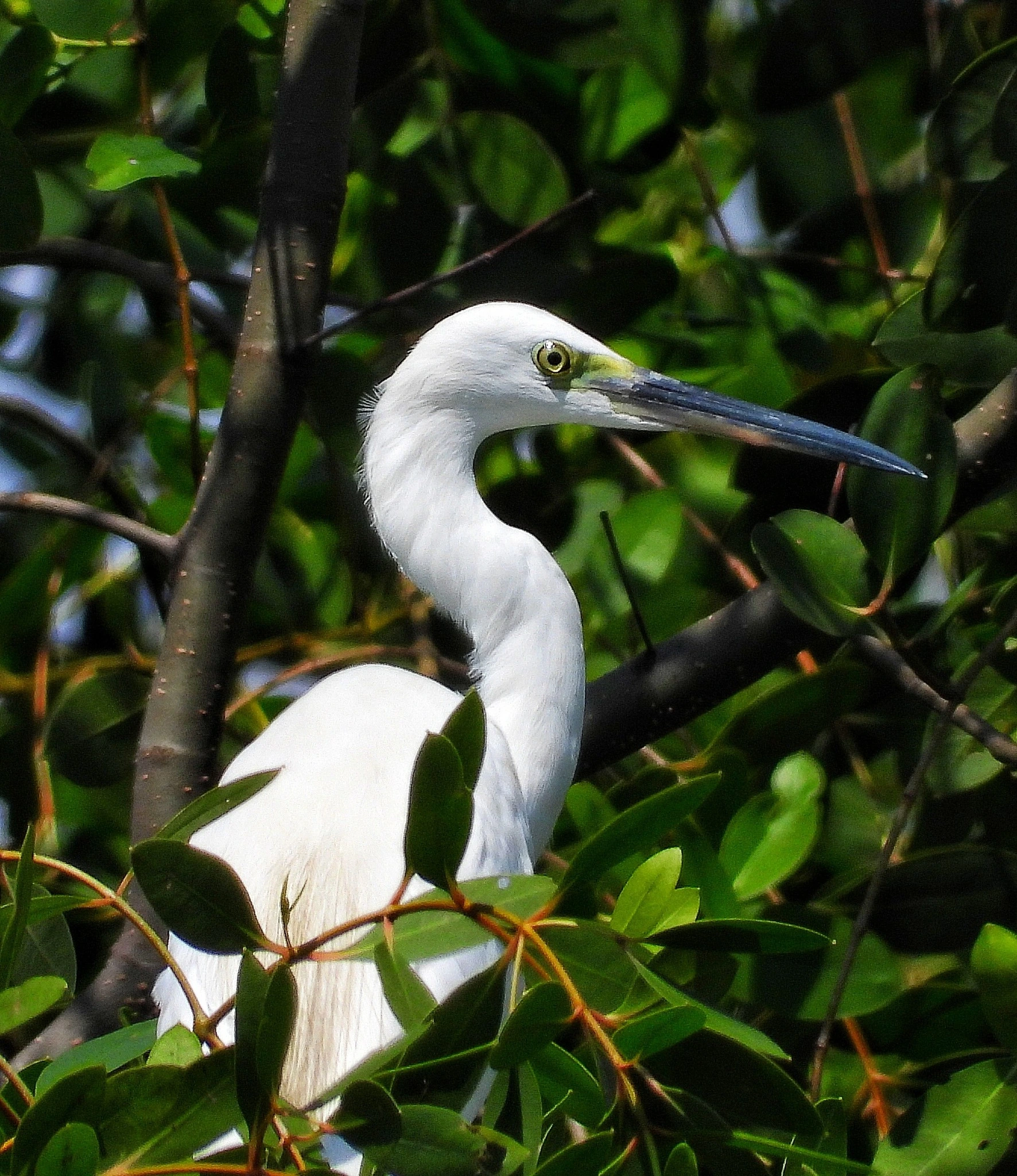 Chị Thanh Dung (26 tuổi) cho biết hồi tháng 8, chị có đọc thông tin về loài chim cổ rắn xuất hiện ở Phú Mỹ Hưng thông qua báo chí và mạng xã hội. Sau đó, chị cũng tìm đến để quan sát. "Mình cần phải có máy ảnh để phóng to thì mới có thể thấy rõ, vì hòn đảo nhỏ ở hồ Bán Nguyệt ở khoảng cách cũng khá xa. Tuy nhiên ngoài loài chim này, mình cũng được nhìn thấy cò trắng, các loài chim ở khoảng cách gần, khá thú vị và hòa mình với thiên nhiên", cô gái chia sẻẢNH: TRẦN NGUYỄN MINH QUÂN