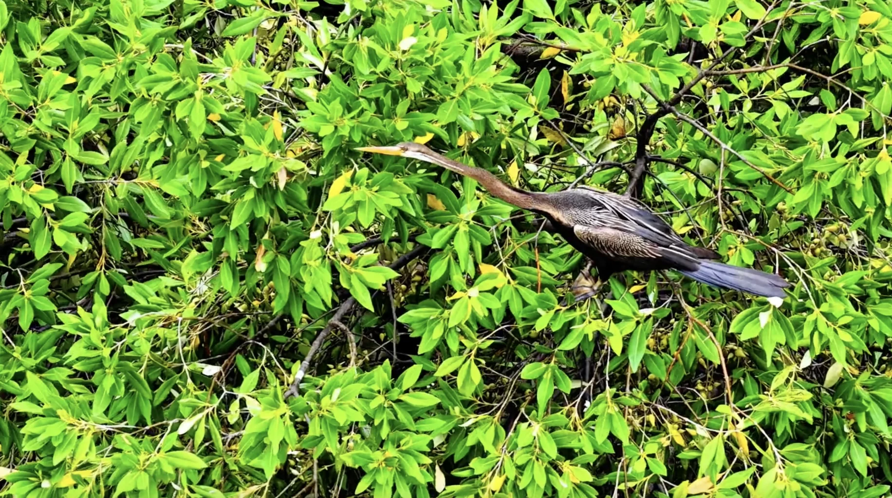 Chim cổ rắn thường được gọi là chim điêng điểng, tên khoa học là Anhinga melanogaster, là một loài chim trong họ Anhingidae. Loài chim này được xếp vào nhóm 1B trong sách đỏ Việt Nam, phân loại động vật rừng nguy cấp, quý, hiếmẢNH: TRẦN NGUYỄN MINH QUÂN