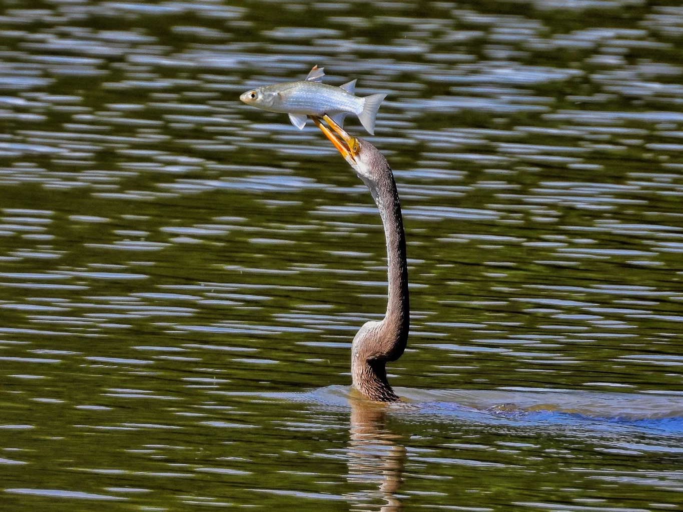 Hồ Bán Nguyệt có nhiều loài cá là món ăn "khoái khẩu" của chim cổ rắn. Anh Quân thích ngắm và chụp lại những bức ảnh là chúng săn mồiẢNH: TRẦN NGUYỄN MINH QUÂN