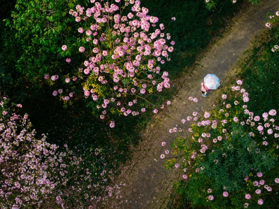 Nhìn từ trên cao: Hoa điệp vàng, kèn hồng khoe sắc ở ‘khu nhà giàu’ Phú Mỹ Hưng