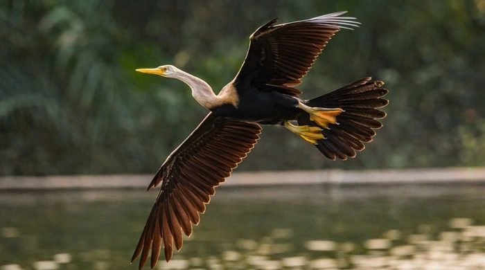 Chim cổ rắn xuất hiện nhiều hơn ở hồ Bán Nguyệt, Phú Mỹ Hưng